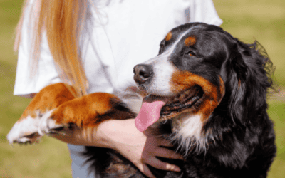 Assicurazione veterinaria per cane e gatto: protezione concreta per la salute e le spese