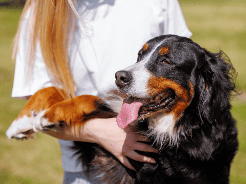 Cane di razza Bernese Mountain Dog con proprietario in un parco.